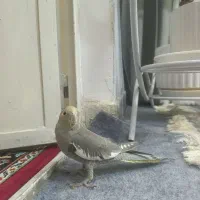 عروس هلندی خاکستری|پرنده|بردسیر, |دیوار