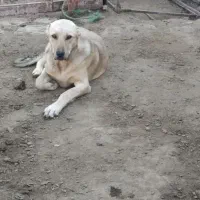 دو عدد سگ|سگ|نقده, |دیوار