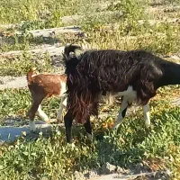 ۲ راس بز کهره دار .. میش بره