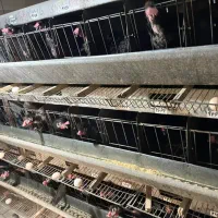 فروش مرغ و خروس و تخم مرغ و نیمچه جهادی کامل مشکی