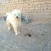 پاپی پشمالو|سگ|تربت جام, معدآباد|دیوار