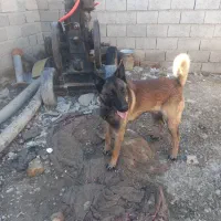 سگ مالینویز