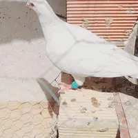 کبوتر گرفتنی|پرنده|سبزوار, طبرسی (جعفرآباد)|دیوار
