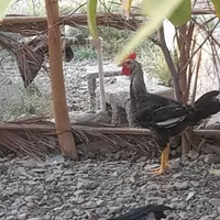 خروس