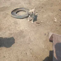 توله سگ سرابی