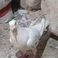 کبوتر|پرنده|آشخانه, |دیوار