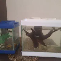 ماهی کوپی و شیشه اکواریوم کوچیک|ماهی|اردبیل, |دیوار