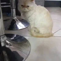 فروش گربه|گربه|بوکان, |دیوار