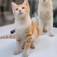 گربه گمشده