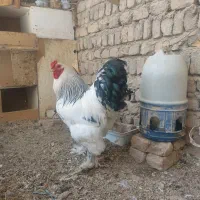 یک خروس و دو مرغ برهما لایت رومانی،سه عدد مرغ کرچ