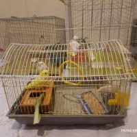 قفس با پرنده