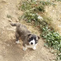 توله|سگ|شهرکرد, |دیوار