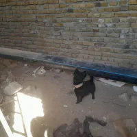 سگ پاکوتاه|سگ|سبزوار, قصبه غربی|دیوار