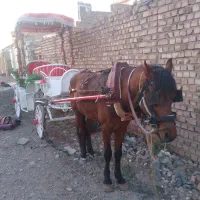 اسب کالسکه|اسب و تجهیزات اسبسواری|مشهد, شهرک بهارستان|دیوار