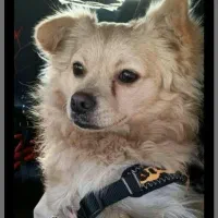 سگ حرف گوش کن اشپیتز