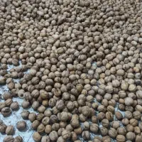 فروش گردو درجه یک و مغز گردو سفید