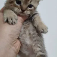 گربه اسکاتیش فولد نر و ماده