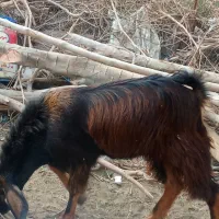 برای فروش نقدی|حیوانات مزرعه|بمانی, |دیوار