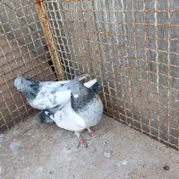 کفتر|پرنده|شیراز, حجت آباد|دیوار