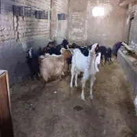 گوسفندتبریز|حیوانات مزرعه|قم, بوستان جوان|دیوار