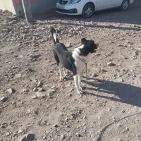 سگ قدرجونی|سگ|سلفچگان, |دیوار