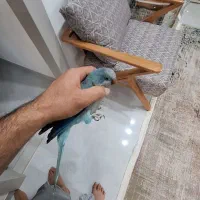 طوطی راهب نر|پرنده|علی‌آباد کتول, |دیوار