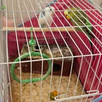 تعدادی پرنده