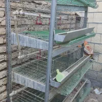 دوعدد قفس بلدرچین پنج طبقه تر و تمیز