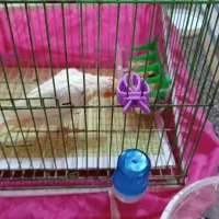 عروس هلندی رام نیمه رام مولد|پرنده|فومن, |دیوار