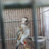 سهره قناری سیلور ۶ماه
