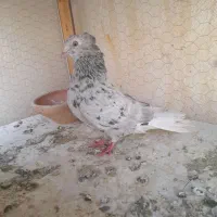 کفتر سرور دم سفید