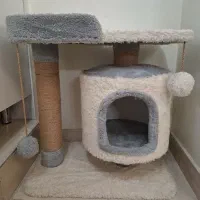 گربه بریتیش نر۴ ماهه با تمام وسایل|گربه|ری, دولتآباد|دیوار