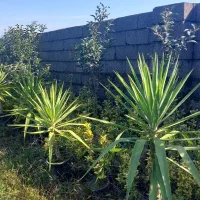 گل یوکا گلدانی و زمینی