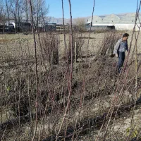 نهال|خدمات باغبانی و درختکاری|مرودشت, زنگی آباد|دیوار