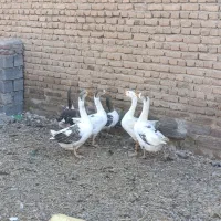غاز|حیوانات مزرعه|نقده, |دیوار