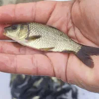 فروش بچه ماهی کپور|ماهی|قزوین, |دیوار