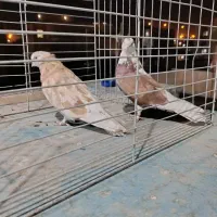 کفتر سرور ۴۰ سانتی سبز دمسفید کله دمسبز جفت