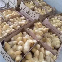 کارخانه توزیع جوجه محلی گوشتی    اردک رنگی بوقلمون|حیوانات مزرعه|تهران, طیب|دیوار