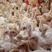 ۱۰۰عدد بوقلمون سنگین وزن (بیوتی6)