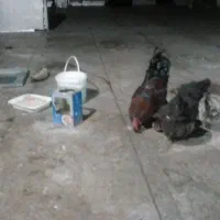 کبوتر خوب ساعا بالا ۴۰عدد
