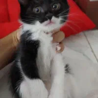 گربه‌ی Dsh راشن بلو   و    بمبئی