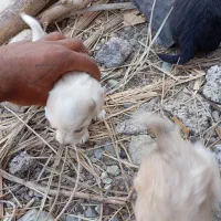 هفت عدد سگ پا کوتا ستا نر چهار تا ماده برای فروش