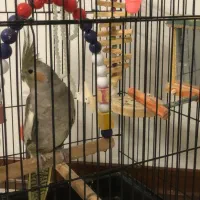 عروس هلندی ماده با قفس|پرنده|بندر انزلی, متروپل|دیوار