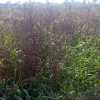 مزرعه‌کشاورزی400متر|فروش دفتر صنعتی، کشاورزی، تجاری|رودسر, |دیوار