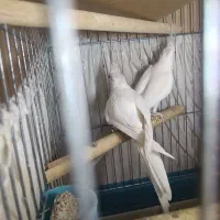 جفت عروس هلندی البینو|پرنده|تهران, عبدلآباد|دیوار