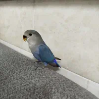 کوتوله برزیلی دو ماهه