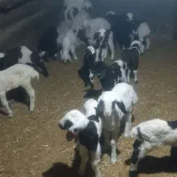 ۱۰عددمیش وبره|حیوانات مزرعه|بیلوار, |دیوار