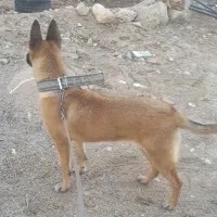 فروش سگ مالنیوز