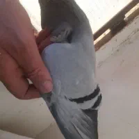 کفتر شهرستانی|پرنده|ری, حمزهآباد|دیوار