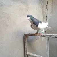 کبوتر|پرنده|الوند, |دیوار